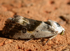 Olive-shaded Bird-dropping Moth